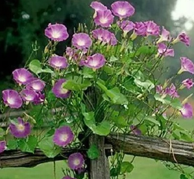 在成都小医院做人流会有哪些伤害?